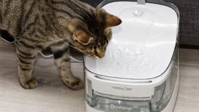 Petgugu Pet Water Fountain PF1 Test